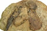 Fossil Shark Tooth, Porpoise Humerus & Whale Vertebra - California #210999-4